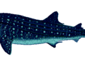 Porównanie wielkości ciała rekina wielorybiego z ciałem człowieka. Źródło: https://commons.wikimedia.org/wiki/File:Rhtyp_u0_white_bg.gif?uselang=pl, dostęp: 03.02.2016